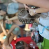 Foto Sziget 2015