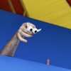 Foto Werfpop