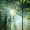 Foto Into the Woods