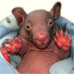 wombatnews