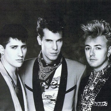 stray cats