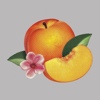 Cover Phoenix - Bankrupt!
