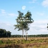 Podiuminfo recensie: I Am Oak Our Blood