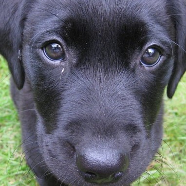 Puppy