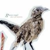Alex van Holstein Glazen Vogel cover