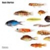 Cover Rock Morton - Vicious