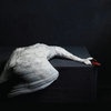 Cover AmenRa - Mass VI