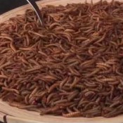 Video: Lowlands-bezoekers zetten tanden in meelworm