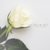 Heart In Hand A Beautiful White cover