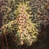 Pyrrhon The Mother Of Virtues cover