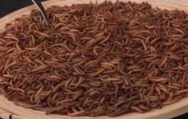 Video: Lowlands-bezoekers zetten tanden in meelworm