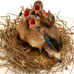 vogelnestnieuws