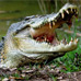 Crocodilesnews