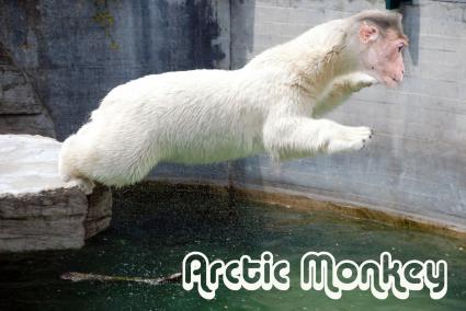 Foto's en Video's van Arctic Monkeys-actie HMH Heineken Music Hall gebruiker foto - eagle of metal