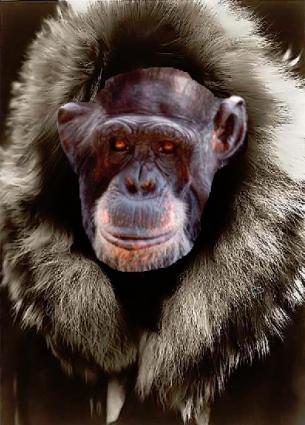 Foto's en Video's van Arctic Monkeys-actie HMH Heineken Music Hall gebruiker foto - Pool apen